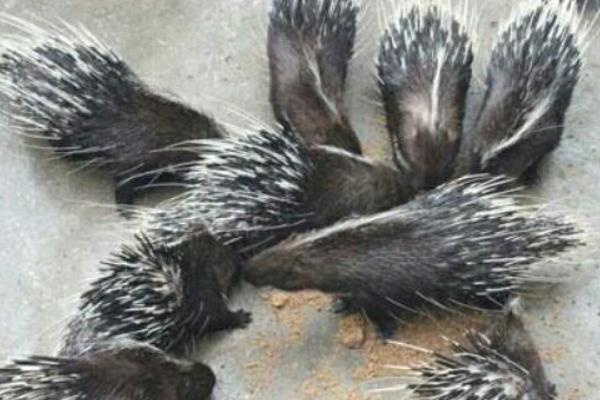 養(yǎng)殖豪豬養(yǎng)殖舍的建設(shè)要點(diǎn)