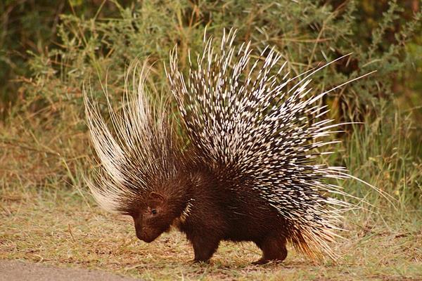 養(yǎng)殖豪豬養(yǎng)殖舍的建設(shè)要點(diǎn)