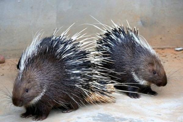 養(yǎng)殖豪豬養(yǎng)殖舍的建設(shè)要點(diǎn)