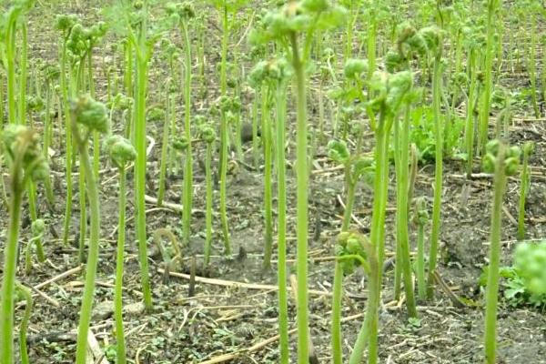 蕨菜生長在什么地方