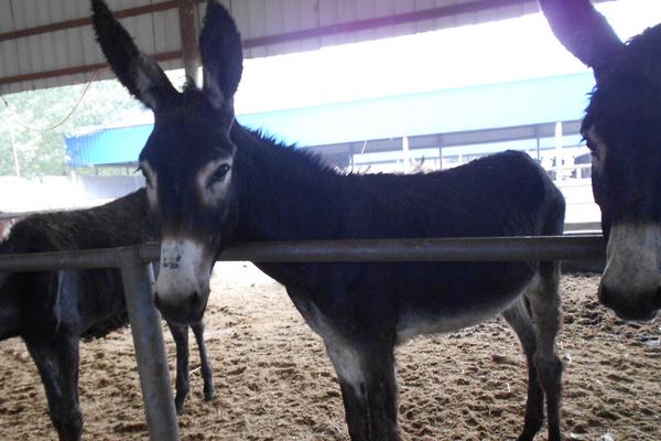 2018養殖什么有前景