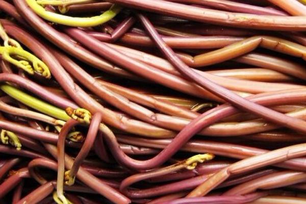 孕婦可以吃蕨菜干嗎