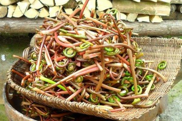 薇菜和蕨菜的區別是什么