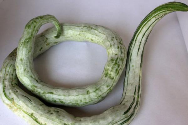 蛇瓜的功效與作用及禁忌