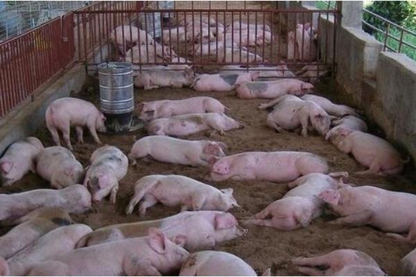 養豬技術與經營管理