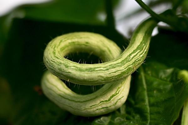 蛇瓜的功效與作用及禁忌