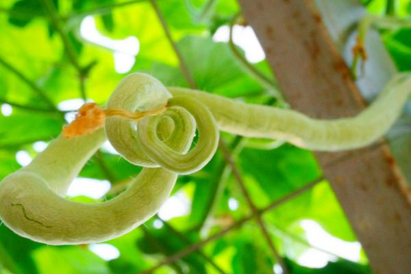 蛇瓜的功效與作用及禁忌