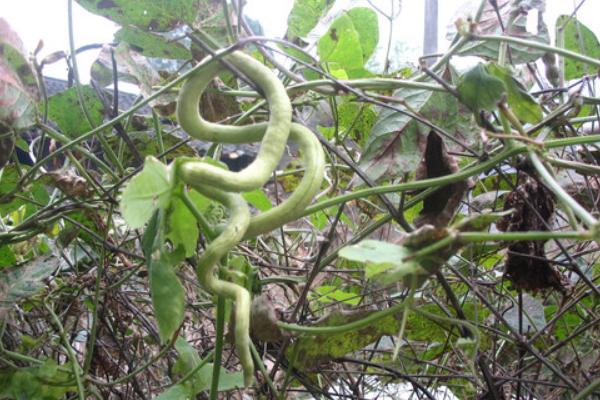 蛇瓜的功效與作用及禁忌