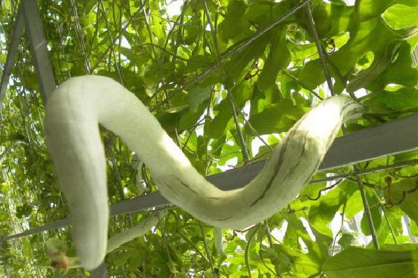 蛇瓜的功效與作用及禁忌