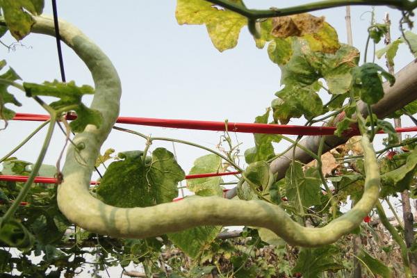 蛇瓜的功效與作用及禁忌