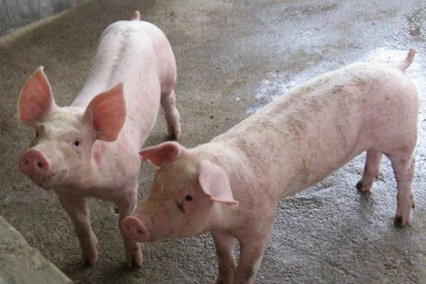 養豬技術與經營管理