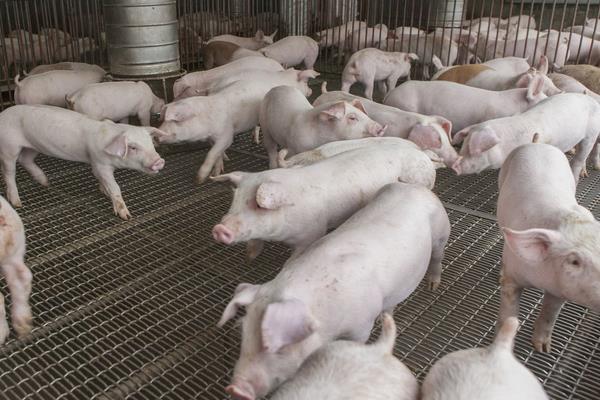 養豬技術與經營管理