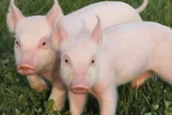 養豬技術與經營管理