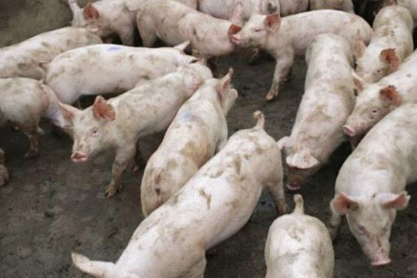 養豬技術與經營管理