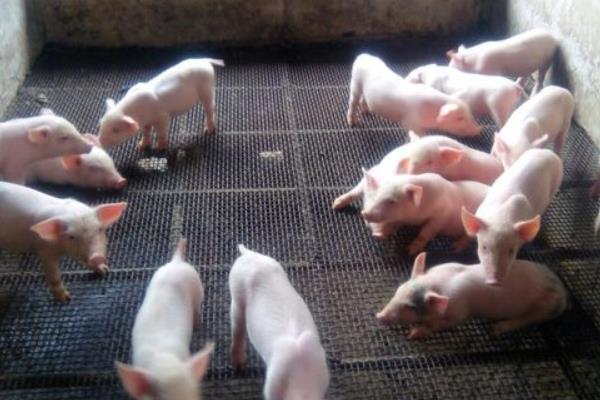 養豬技術與經營管理