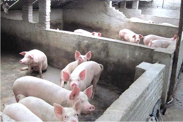 養豬技術與經營管理