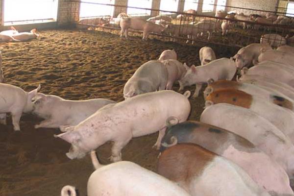養豬技術與經營管理