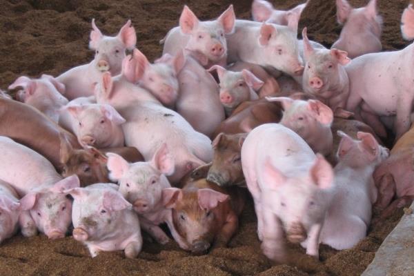 養豬技術與經營管理