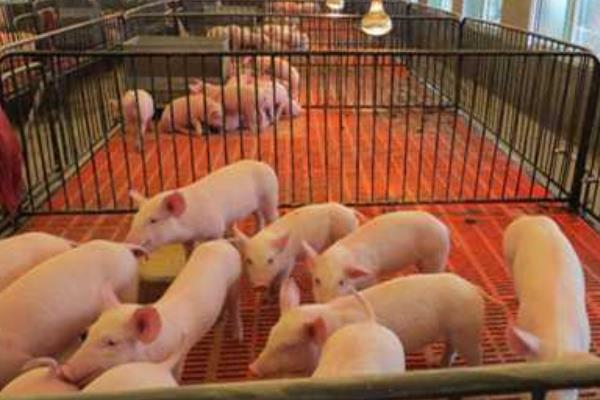 養豬技術與經營管理