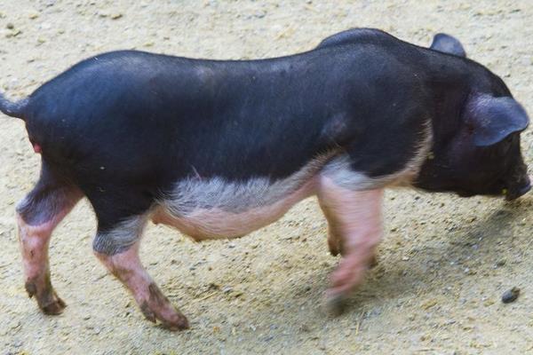 養豬技術與經營管理