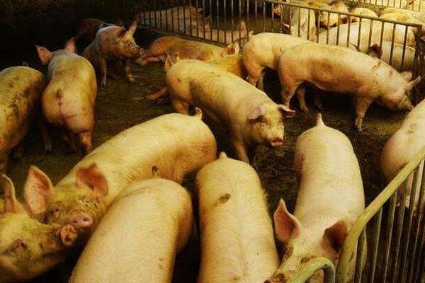養豬技術與經營管理