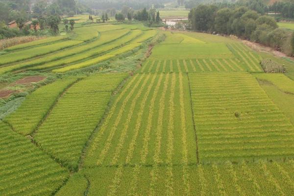 2018種植什么賺錢