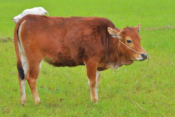 養黃牛國家有補貼嗎?都有哪些補貼政策?