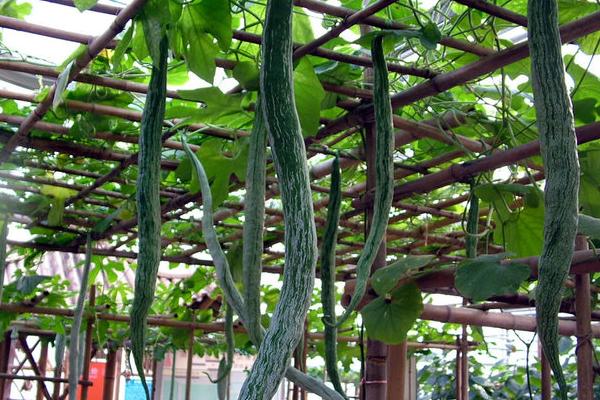 蛇瓜什么時候種