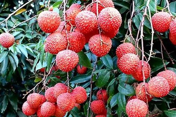 無(wú)核荔枝種植條件