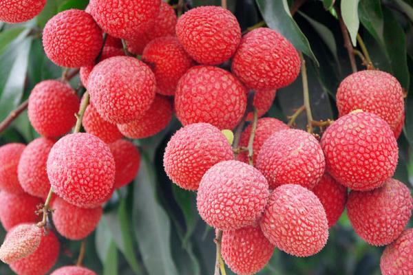 無核荔枝種植條件