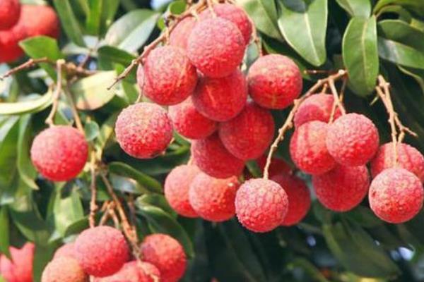 無核荔枝種植條件