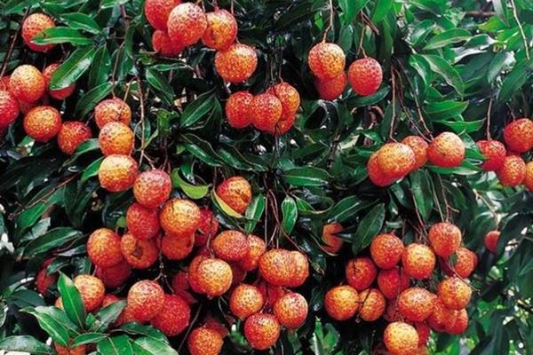 無核荔枝種植條件