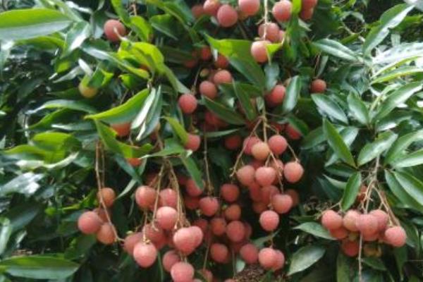 無核荔枝種植條件