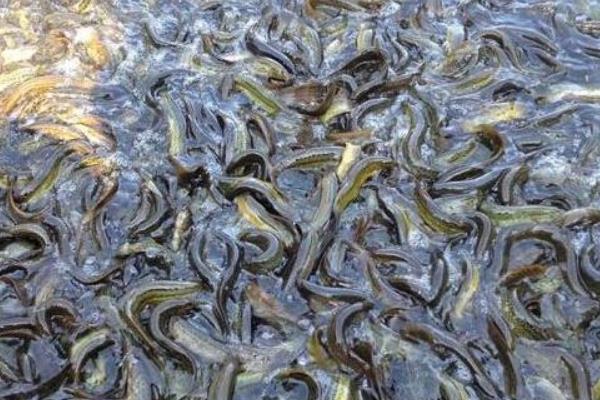 養(yǎng)泥鰍喂牛糞