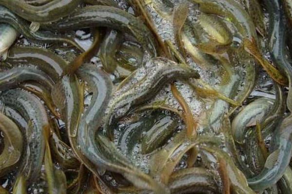 養(yǎng)泥鰍喂牛糞