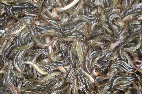 養(yǎng)泥鰍喂牛糞