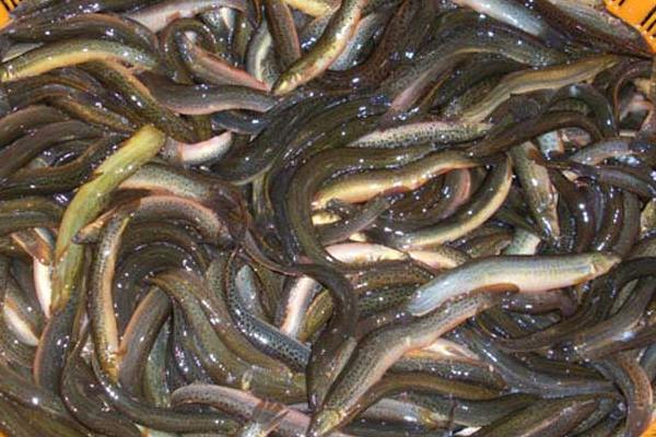 養(yǎng)泥鰍喂牛糞