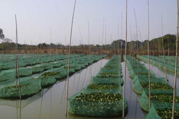 養(yǎng)泥鰍喂牛糞