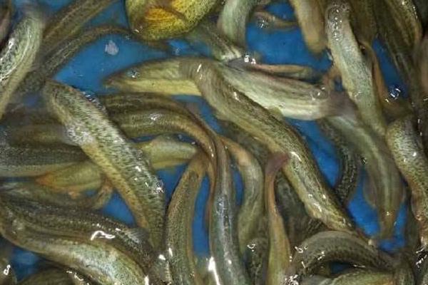 養(yǎng)泥鰍喂牛糞