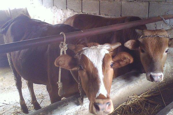 農村養牛