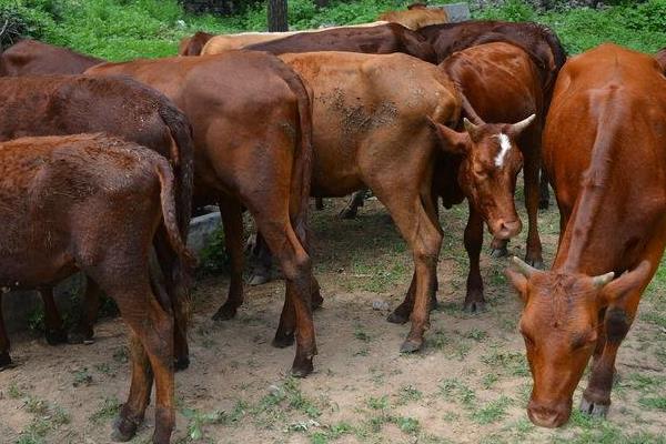 農村養牛