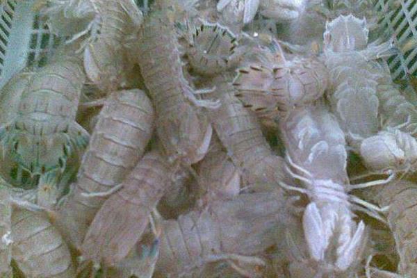 皮皮蝦的養殖技術