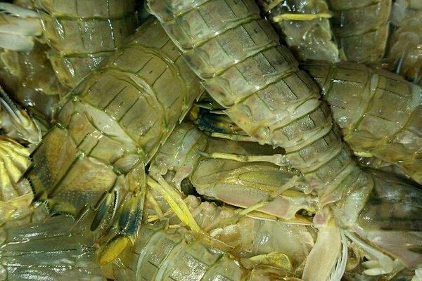 皮皮蝦的養殖技術