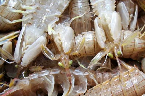 皮皮蝦的養殖技術