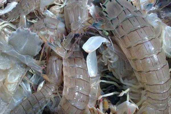 皮皮蝦的養殖技術