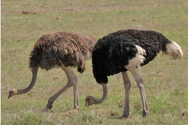 鴕鳥養(yǎng)殖場(chǎng)