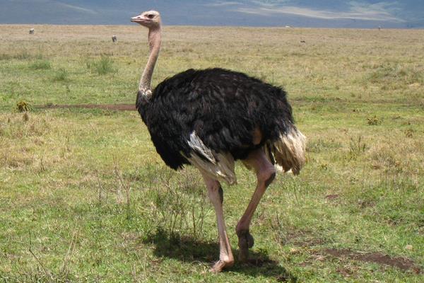 鴕鳥養(yǎng)殖場(chǎng)