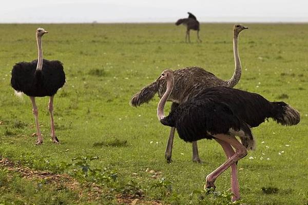 鴕鳥養(yǎng)殖場(chǎng)