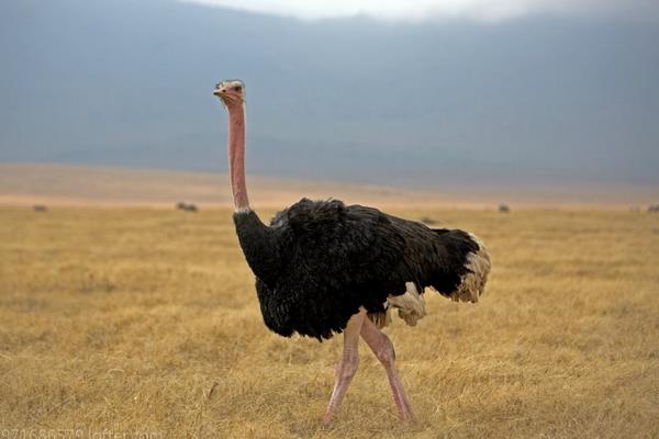 鴕鳥養(yǎng)殖場(chǎng)