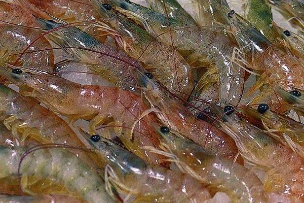 養(yǎng)蝦需要多少成本